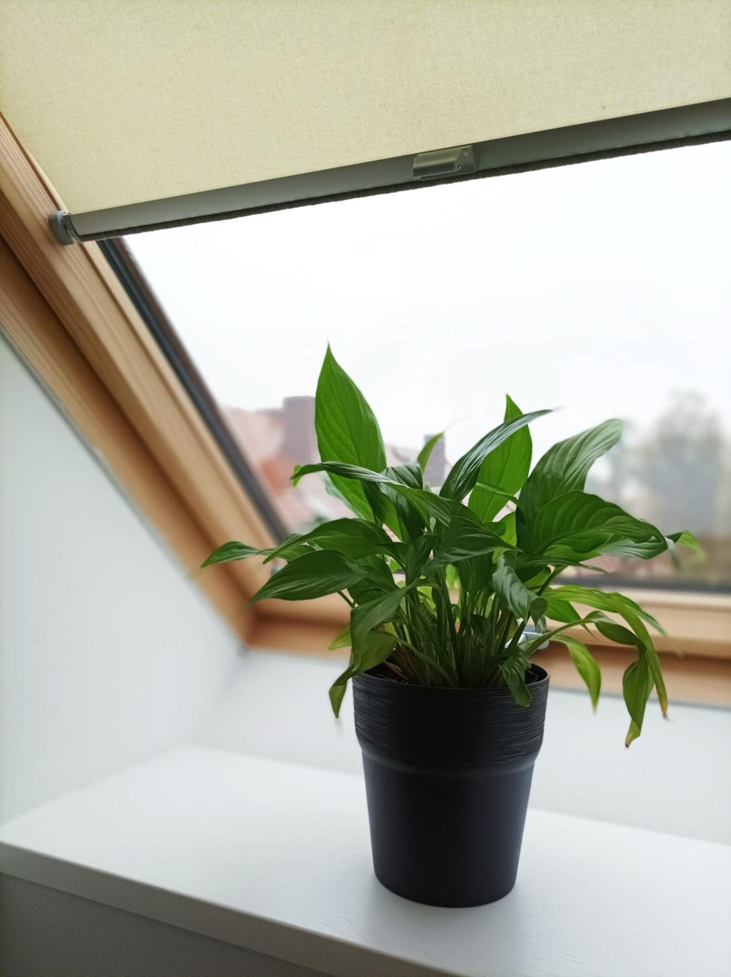 Pokoje Pod Palacem Koszecin 部屋 写真